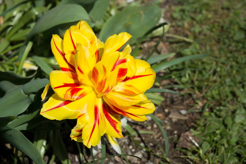 spring, spring flower, no people, nature, blossom, yellow tumor, day, flowering plant, sun, gazania, plant, gorgeous, inflorescence, garden, beauty in nature