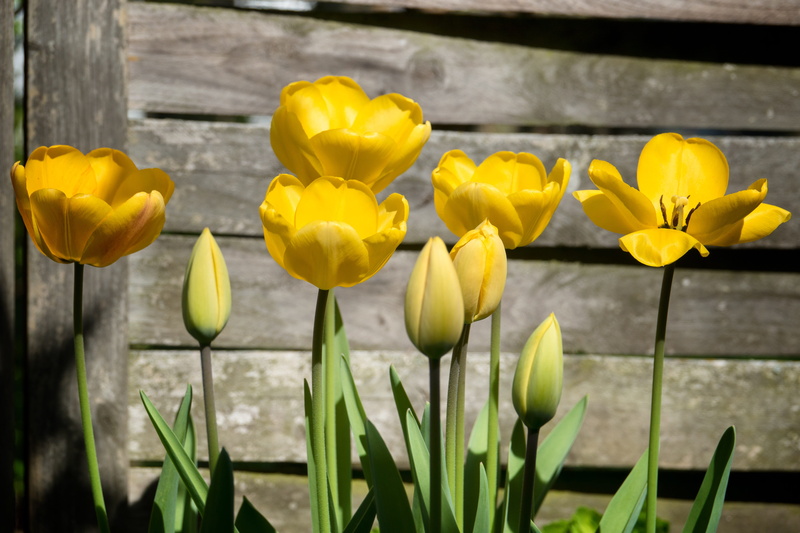 flower head, freshness, nature, flower, flora, plant stem, no people, colorful, blossomed, tulip, growth, inflorescence, close-up, bloom, spring flower