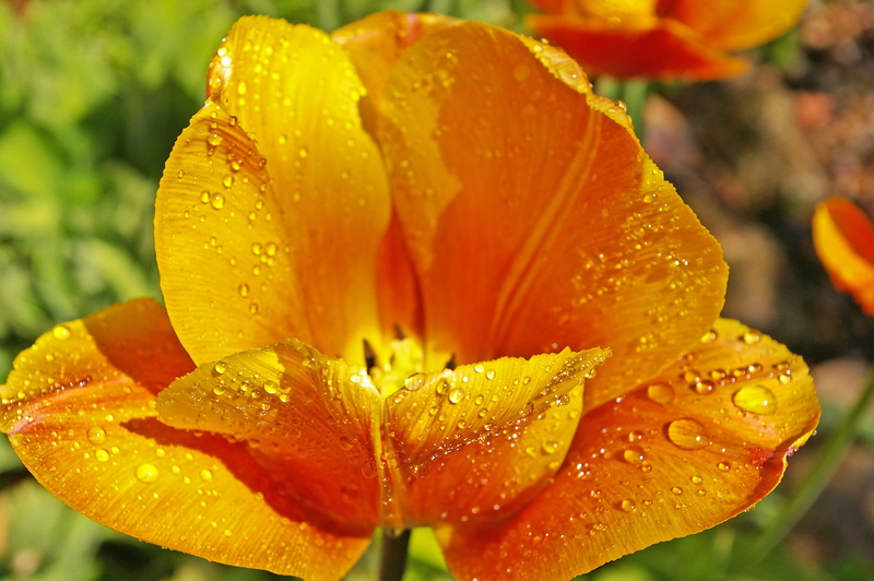 bloom, color, beautiful, petal, drop, springtime, spring flower, beauty in nature, petals, spring, bright, purity, outdoors, close, pollen, blossomed, flower head