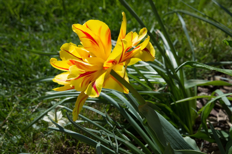 flower garden, petals, field, fragility, growth, flower head, garden, blossom, nature, Tulip, crocus, outdoors, 1080P, inflorescence, bloom, focus on foreground