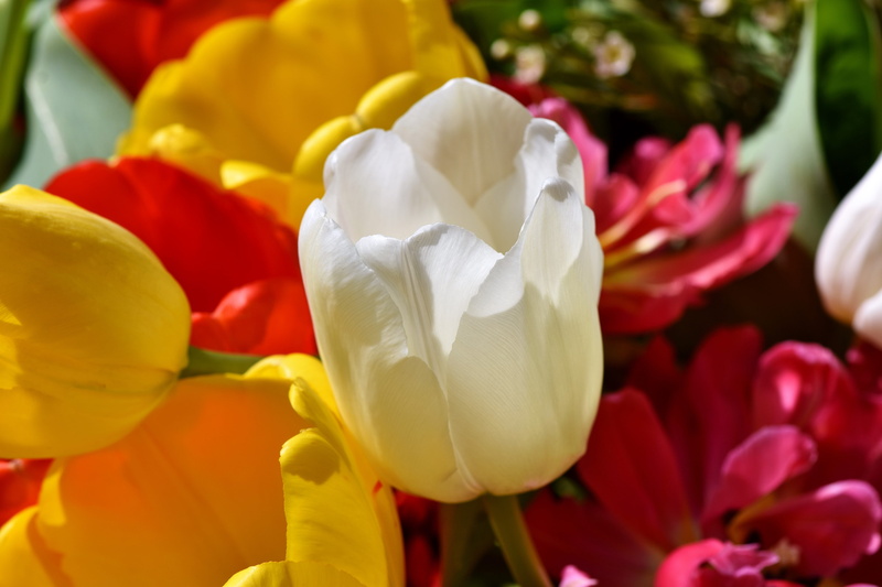 petal, flowering plant, spring, plant, nature, vulnerability, bouquet, white tumor, rose - flower, fragility, peony, tulpenbluete, flower head, blossom
