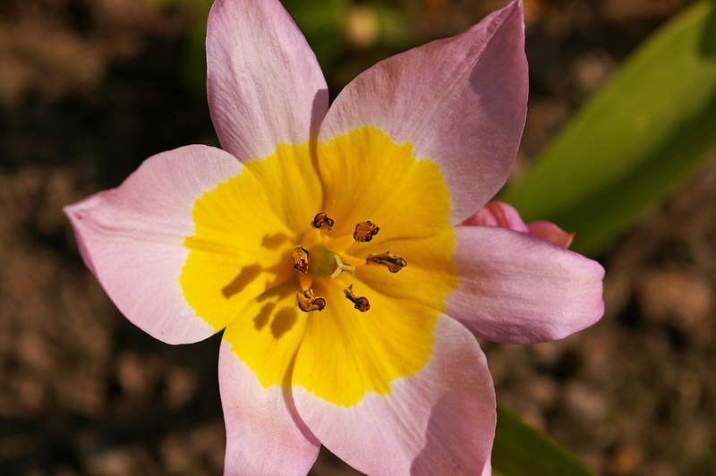 open, fragility, freshness, garden, flower bulb, petals, petal, bloom, growth, early, flower bed, 2K, vulnerability, focus on foreground, spring, stamen
