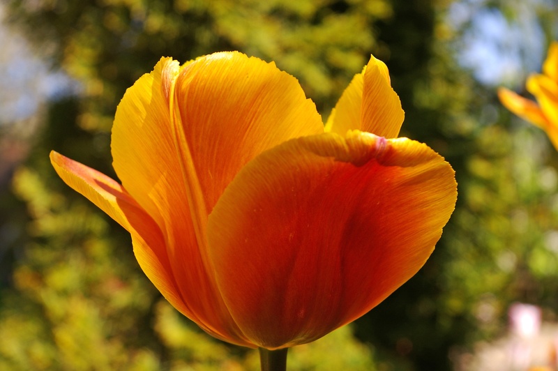 beautiful, bloom, yellow tumor, tulip flower, tulips, yellow, decor, freshness, botany, pollen, petal, petals, garden, flora, greeting card, fragility