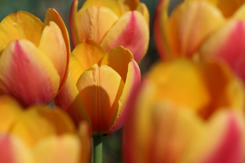 red, flower head, open tulip, close up, tulip, flower, nature, cut flowers, bouquet, orange, tulip fields, pink color, petal, plant, bloom, freshness, red yellow