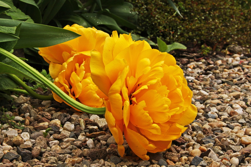 botany, solid, springtime, frühlingsanfang, flowering plant, close-up, spring, spring flower, outdoors, beautiful, rose tulip, vulnerability, fragility