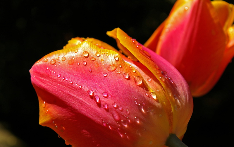 spring greetings, tulip field, drop, close-up, inflorescence, bright, yellow tumor, water, blossomed, beautiful, flora, petal, raindrop, black background