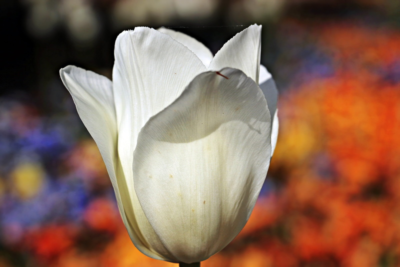 blossom, spring flower, freshness, full bloom, beauty in nature, onion flower, nature, early bloomer, water, growth, white, ornamental flower, white color