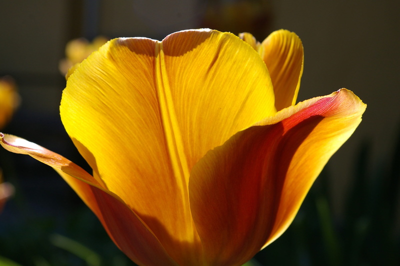 beauty in nature, petal, vulnerability, soft focus, close-up, selective focus, yellow tumor, decor, pollen, inflorescence, nature, early, yellow petals