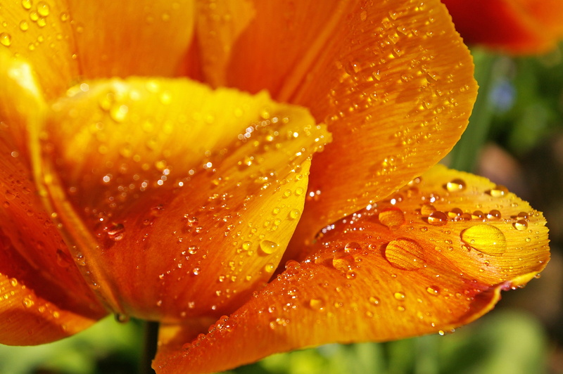 garden, flower head, soft focus, plant, blossom, tulip field, growth, spring, drop of water, colorful, bloom, beauty in nature, raindrop, spring greetings