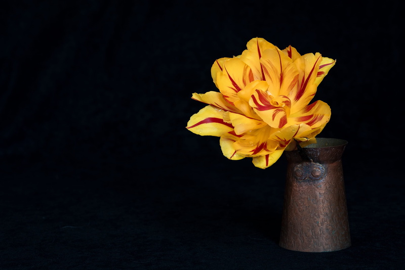 container, close up, flower, flower head, blossom, schnittblume, yellow, no people, vase, indoors, petal, flowering plant, flower vase, 2K, bloom, pollen