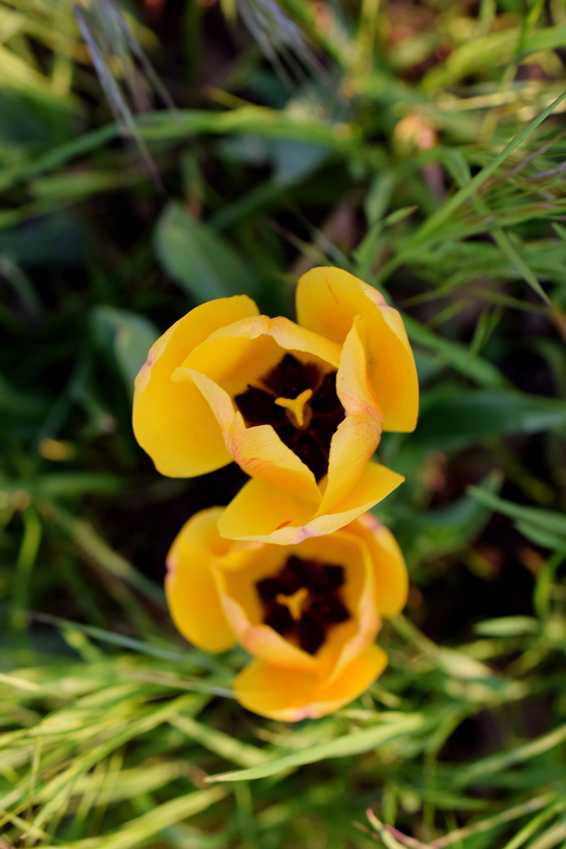 outdoors, plant, yellow tumor, garden plant, spring, yellow, in the garden, colorful, spring flower, flower head, flower garden, blossom, macro, flower