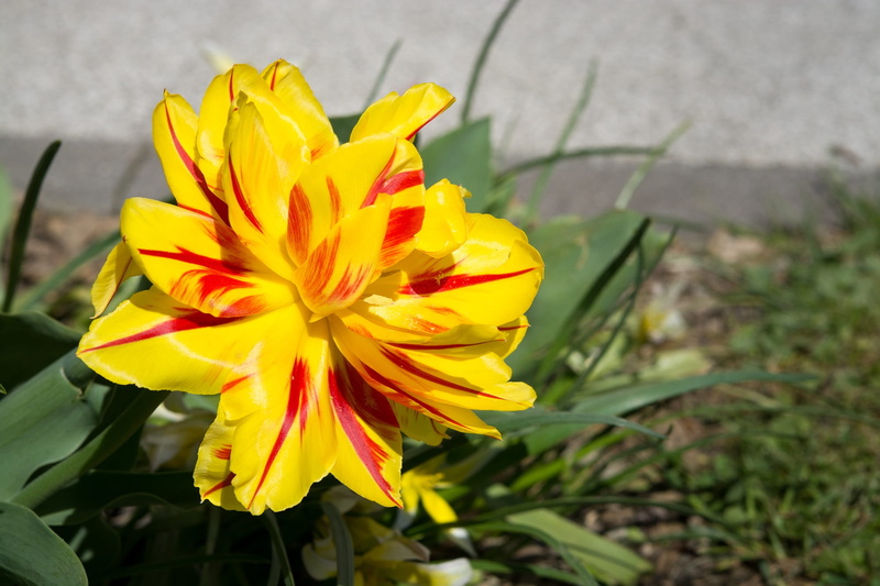 Tumor, close, full bloom, plant, outdoors, focus on foreground, nature, flower, schnittblume, spring flower, day, fragility, no people, gazania, freshness