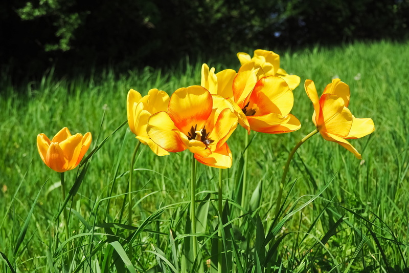 yellow flower, close-up, tulip, 4K, petal, living, field, yellow tumor, plant, flowers, meadow, inflorescence, full bloom, flower head, fragility, bright