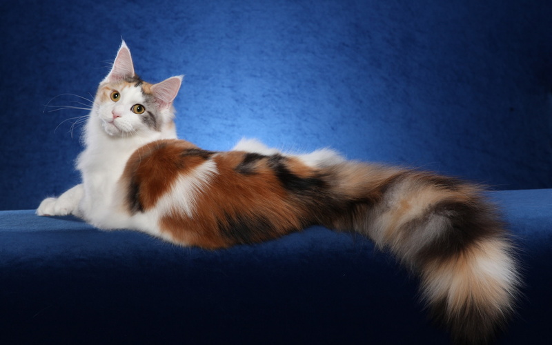 2K, White, Blue, Cat, coon, Background, Maine, Brown