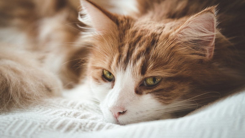 animal, whisker, contemplation, relaxation, domestic cat, indoors, one animal, lying down, animal head, animal body part, domestic animals, tabby, mammal