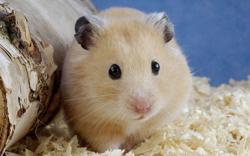 white color, domestic animals, Hamster, 720P, looking at camera, brown, animal themes, animal body part, close-up, indoors, vertebrate, animal eye, pets