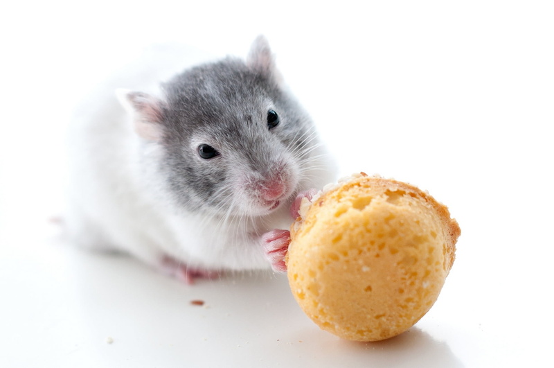 animal, young Animal, cookies, animal themes, animal wildlife, domestic Animals, rat, indoors, rodent, no People, black, food and drink, whisker, hungry