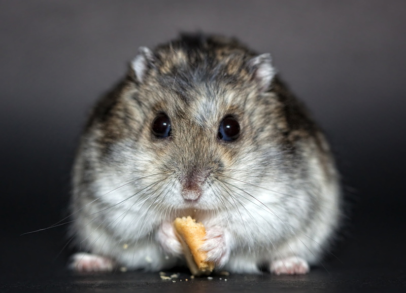 food and drink, gray, hungry, animal themes, food, fluffy, one Animal, young Animal, cute, domestic Animals, close-up, fur, hamster, chinchilla, looking