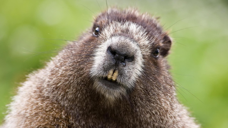brown, outdoors, mammal, face, cute, whisker, teeth, grass, looking, fur, standing, nature, one Animal, day, animal themes, woodchuck, animal head, selective focus