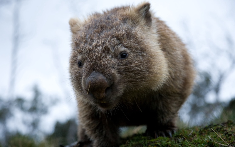 cute, one Animal, tree, animals In The Wild, brown, winter, gray, wombat, animal wildlife, outdoors, snow, cold temperature, marsupial, close-up, animal