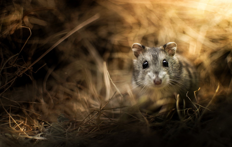 whisker, fluffy, small, portrait, mouse, animal head, land, close-up, jungar hamster, pets, looking at camera, animal eye, wildlife, curiosity, vertebrate