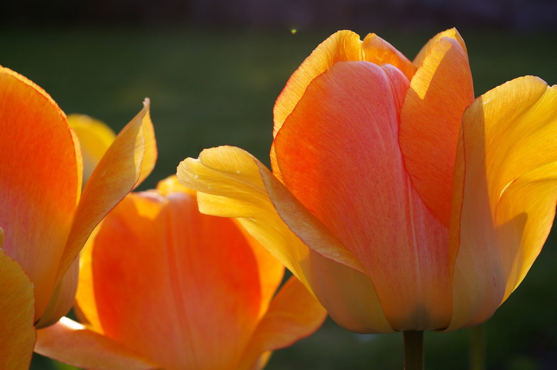 gardening, focus on foreground, plant, bloom, early, day, yellow petals, blossom, yellow tumor, greeting card, beautiful, flower bulb, orange, 2K, outdoors