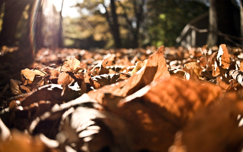 sunlight, falling, red, abundance, color Image, closeup, october, scenics, november, brown, wood, colors, beauty In Nature, leaves, land, september, leaf