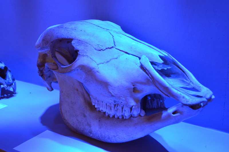 close-up, animal head, animal wildlife, horse, animal teeth, indoors, 5K, cranio, fish, animal skull, one animal, water, sea life, no people, animals in the wild