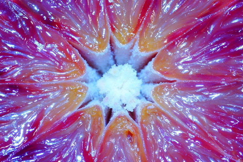 nature, cross section, biology, cells, citrus fruits, wellbeing, orange, Citrus, underwater, close, Blood Orange, science, fruit, healthy eating, pulp