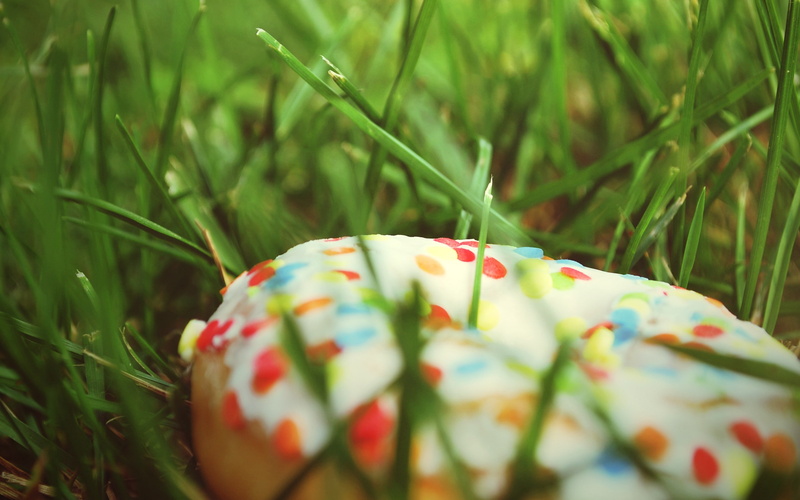 food, nature, grass, doughnut, 2K