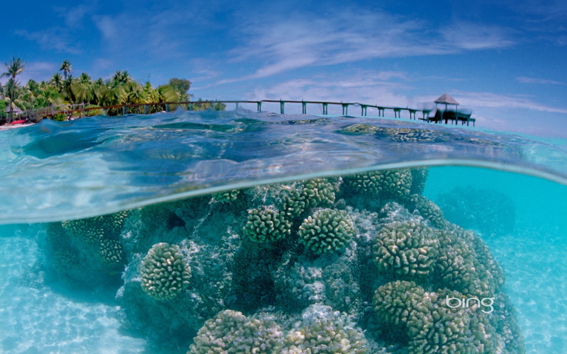 underwater, nature, marine, 1080P, water, no people, coral, tropical climate, undersea, animals in the wild, surface level, pier, swimming pool, turquoise colored