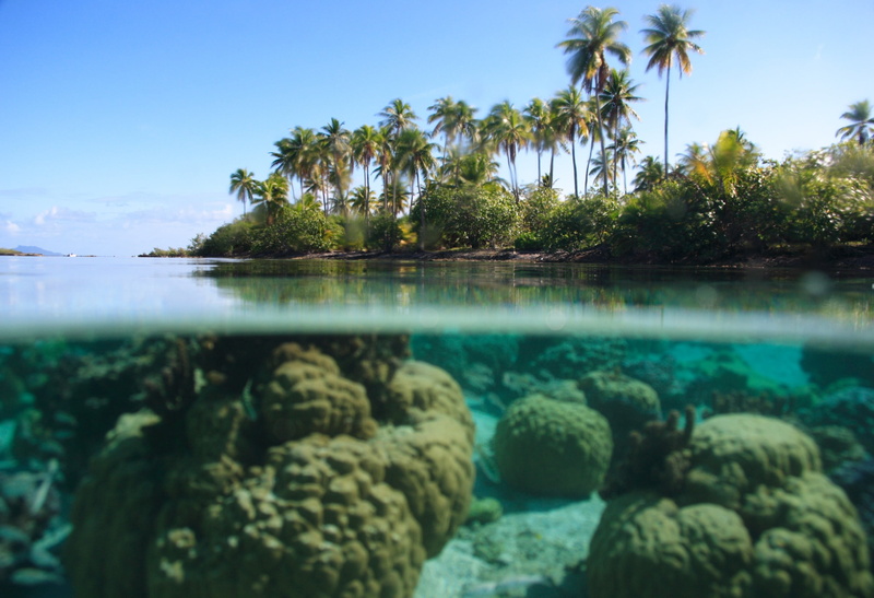 idyllic, sea, beauty in nature, water, green color, tranquil scene, sky, no people, plant, nature, 2K, split view, outdoors, palm tree, rock - object