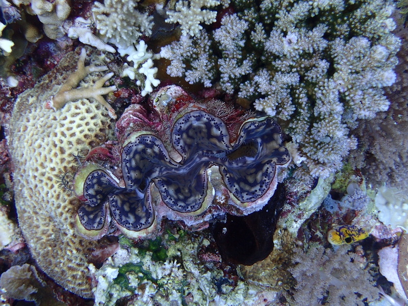 beauty in nature, art and craft, sea, animal themes, underwater, water, nature, coral, plant, close-up, 1080P, animal, indonesia, animal wildlife, undersea