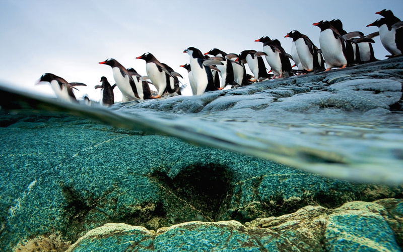 penguins, land, large group of people, split view, water, crowd, day, rock - object, real people, white, black, outdoors, birds, 2K, scenics - nature