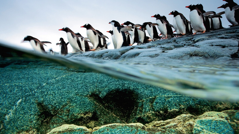 animals, sea, wildlife, penguins, split view, birds, 1080P