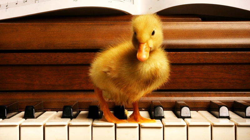 1080P, wood, baby animals, piano, duck, birds