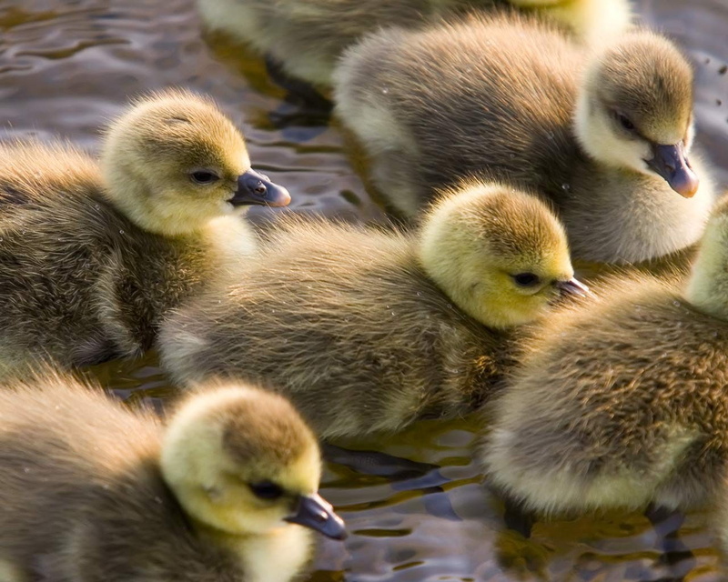 baby animals, nature, duck, birds, animals, 720P