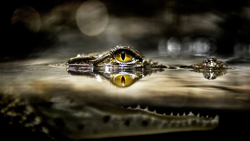 split view, 1080P, alligators, wildlife, eyes, animals, reptiles