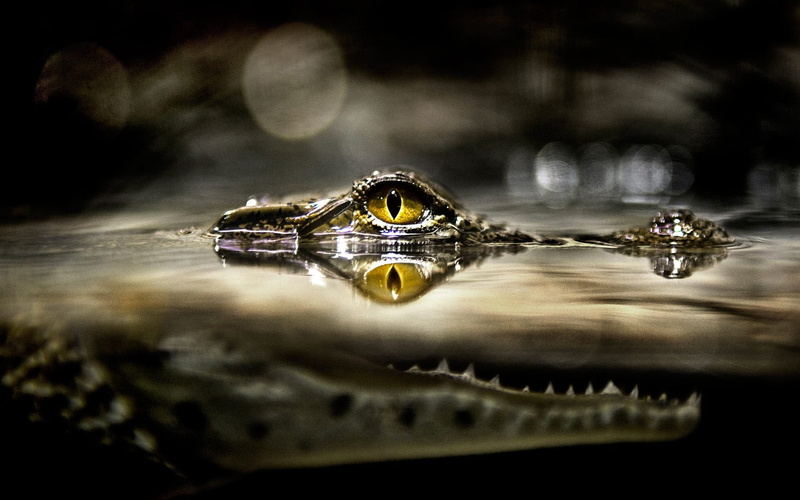 bokeh, animal wildlife, split view, animal, animal head, reflection, reptiles, nature, vertebrate, outdoors, water, animals in the wild, selective focus