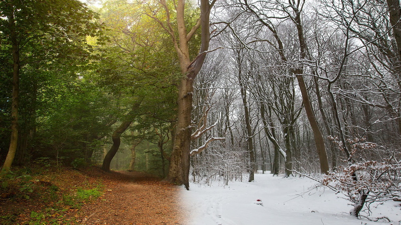 woodland, leaves, photo manipulation, tree trunk, Photoshop, scenics - nature, tranquil scene, trunk, no people, cold temperature, tree, land, trees, split view