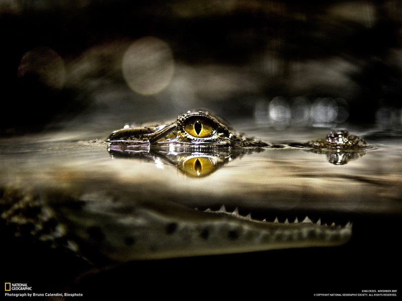 animal themes, 720P, animals in the wild, lake, day, one animal, eyes, yellow eyes, animal wildlife, crocodile, close-up, outdoors, water, reptile, reflection