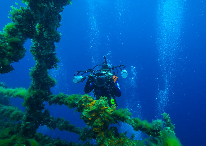 grass, adventure, blue, swimming, underwater wear, undersea, animal wildlife, underwater diving, one person, body, technology, diving equipment, diving suit