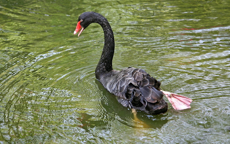 webbed flippers, 1080P, water, BLACK SWAN, black, Feet, swan, Bird, pond, Lake, ripples