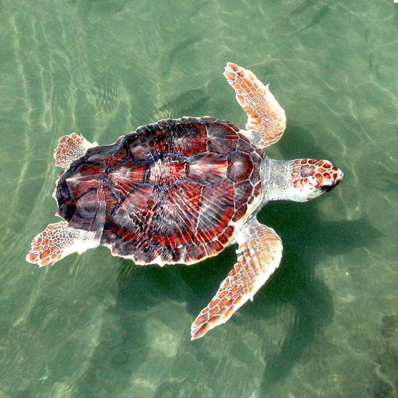 sea, water, loggerhead, day, animal, 1080P, animal themes, shell, sea life, swimming, wild, high angle view, animal wildlife, no people, turquoise colored