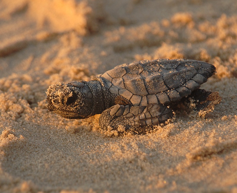turtle, sea turtle, reptile, land, baby, eggs, animal, selective focus, animal head, photo, hatched, sea, close-up, kemps ridley, day, shell, animal themes