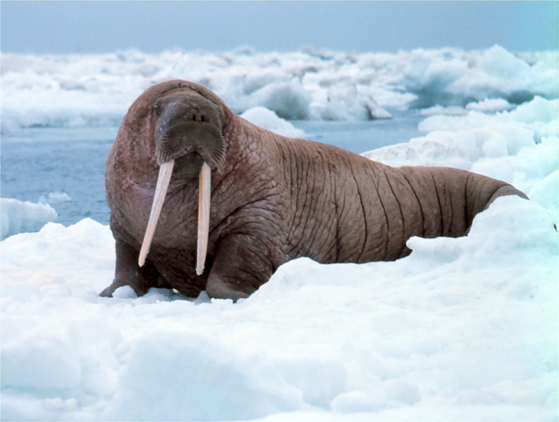 large, relaxation, eating, ice, underwater, nature, winter, Odobenus, animal wildlife, animal head, snow, vertebrate, gray, land, flippers, cold temperature
