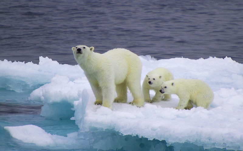 Bear, Cubs, 1080P, Ice, floe