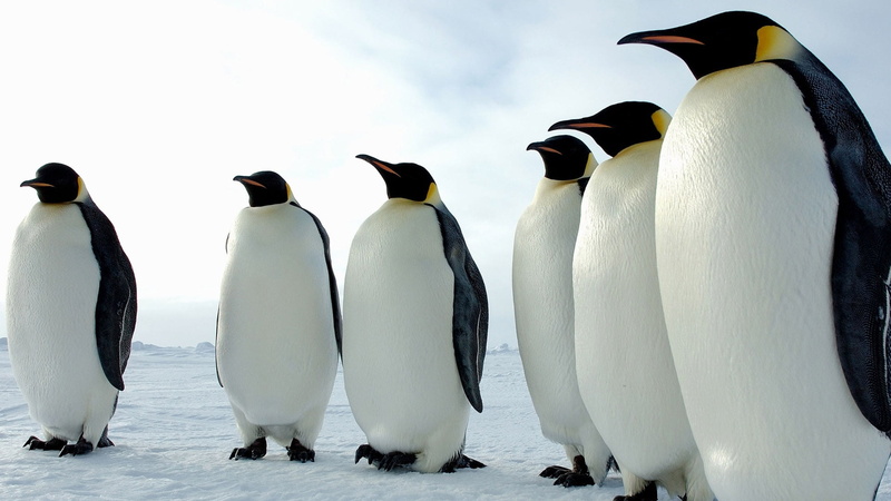 animals In The Wild, vertebrate, beak, animals And Pets, outdoors, penguin, animal wildlife, day, black Color, antarctica, sky, sea, birds, group, flightless Bird