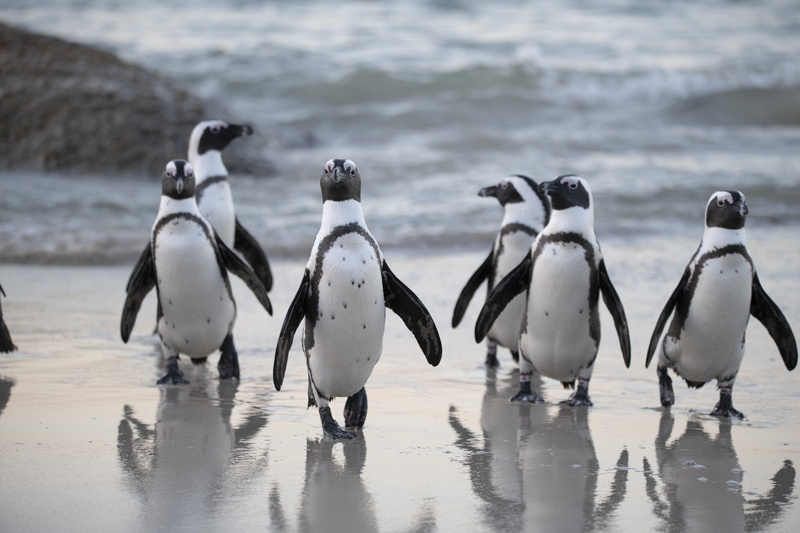 polar, ocean, flock, penguin, wild, nature, reflections, flippers, seashore, seabird, animal wildlife, full length, water, bird, penguins, outdoors, 8K