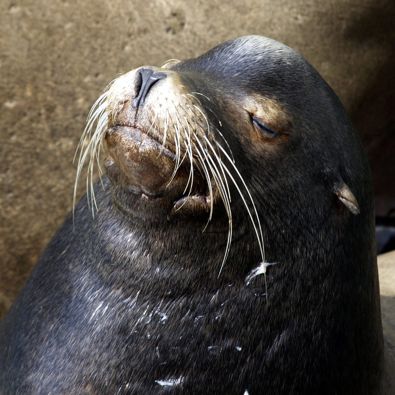 focus on foreground, aquatic mammal, closing, away, sleeping, mammal, camera, ecosystem, Ocean, animal themes, close-up, whisker, arctic, Seal, Animal